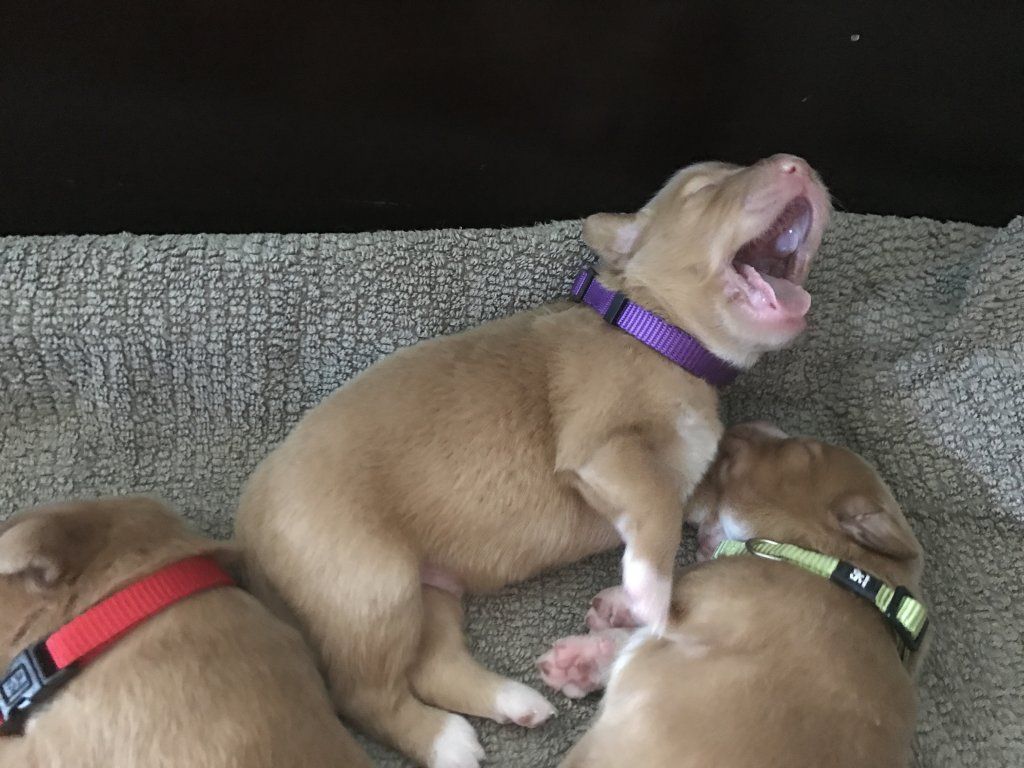 Passion And Fire NSDT Retriever