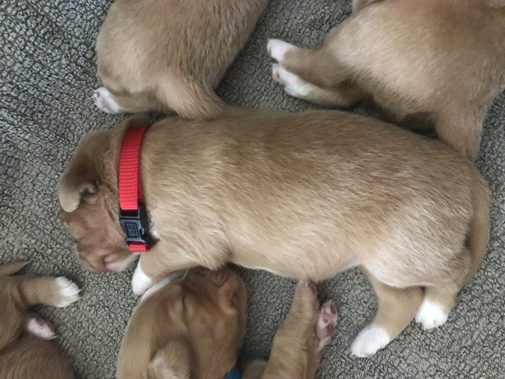 Passion And Fire NSDT Retriever