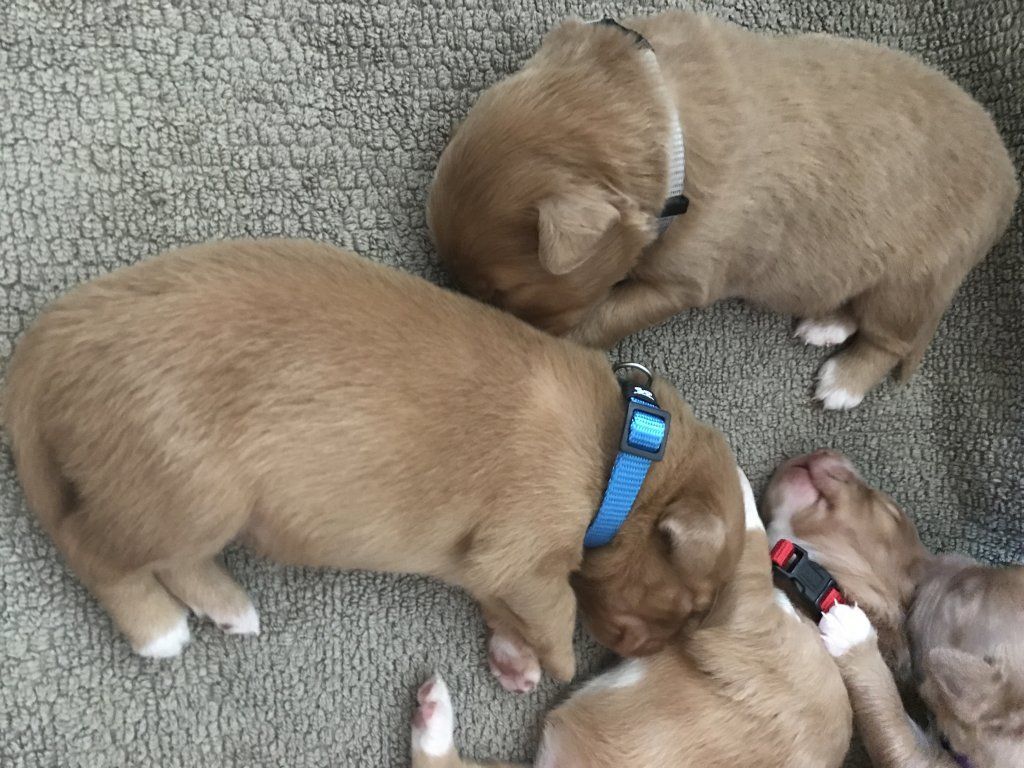 Passion And Fire NSDT Retriever