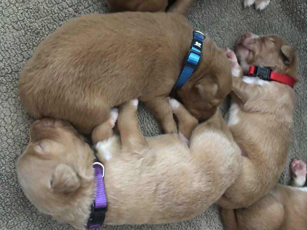 Passion And Fire NSDT Retriever