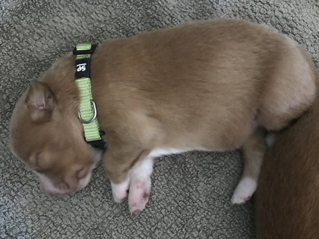 Passion And Fire NSDT Retriever