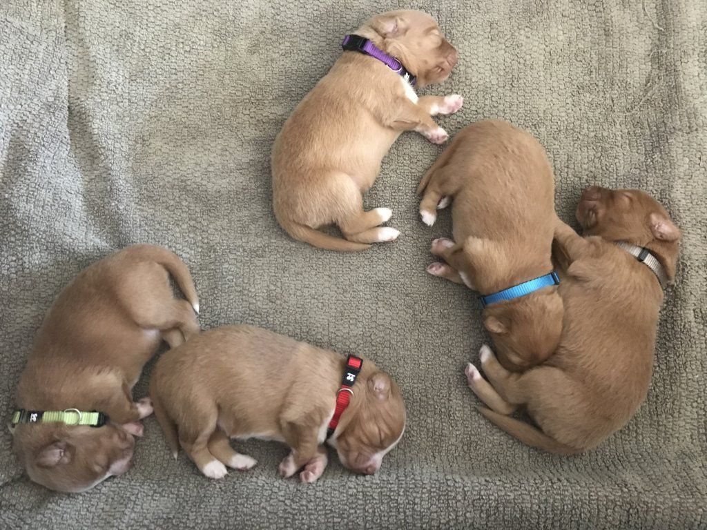 Passion And Fire NSDT Retriever