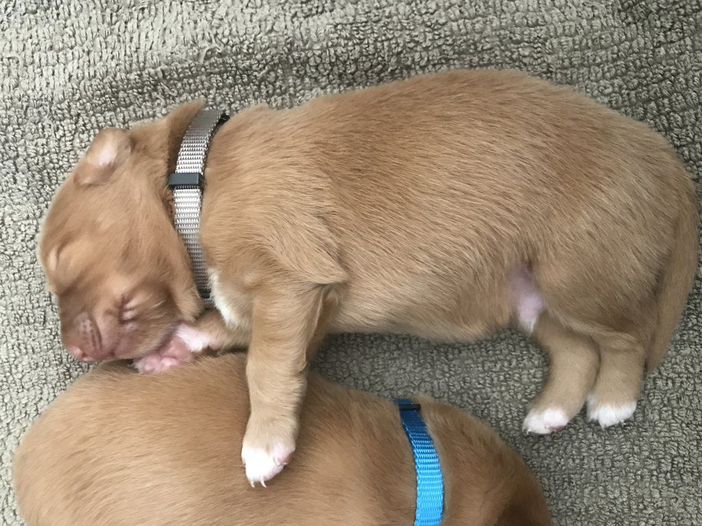 Passion And Fire NSDT Retriever