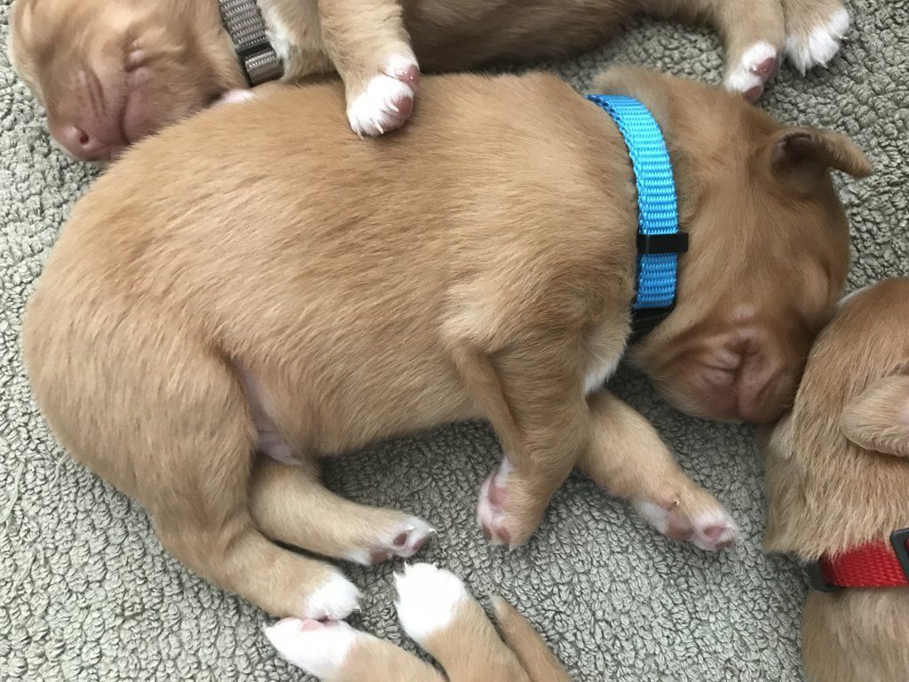 Passion And Fire NSDT Retriever