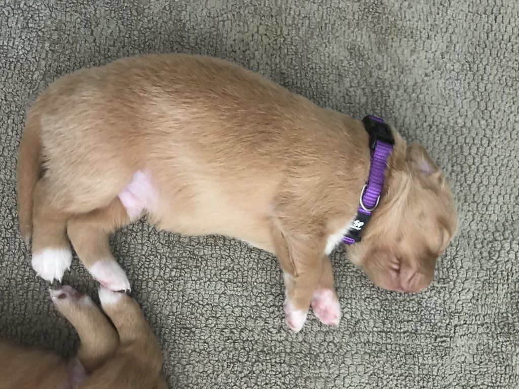 Passion And Fire NSDT Retriever