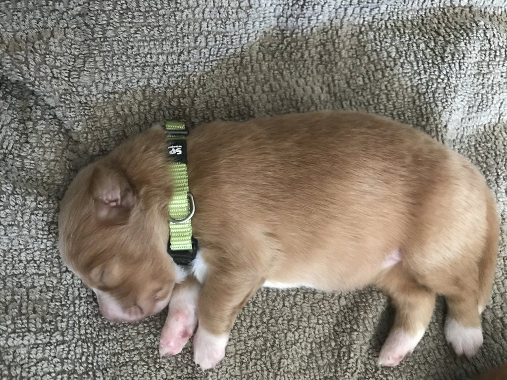 Passion And Fire NSDT Retriever