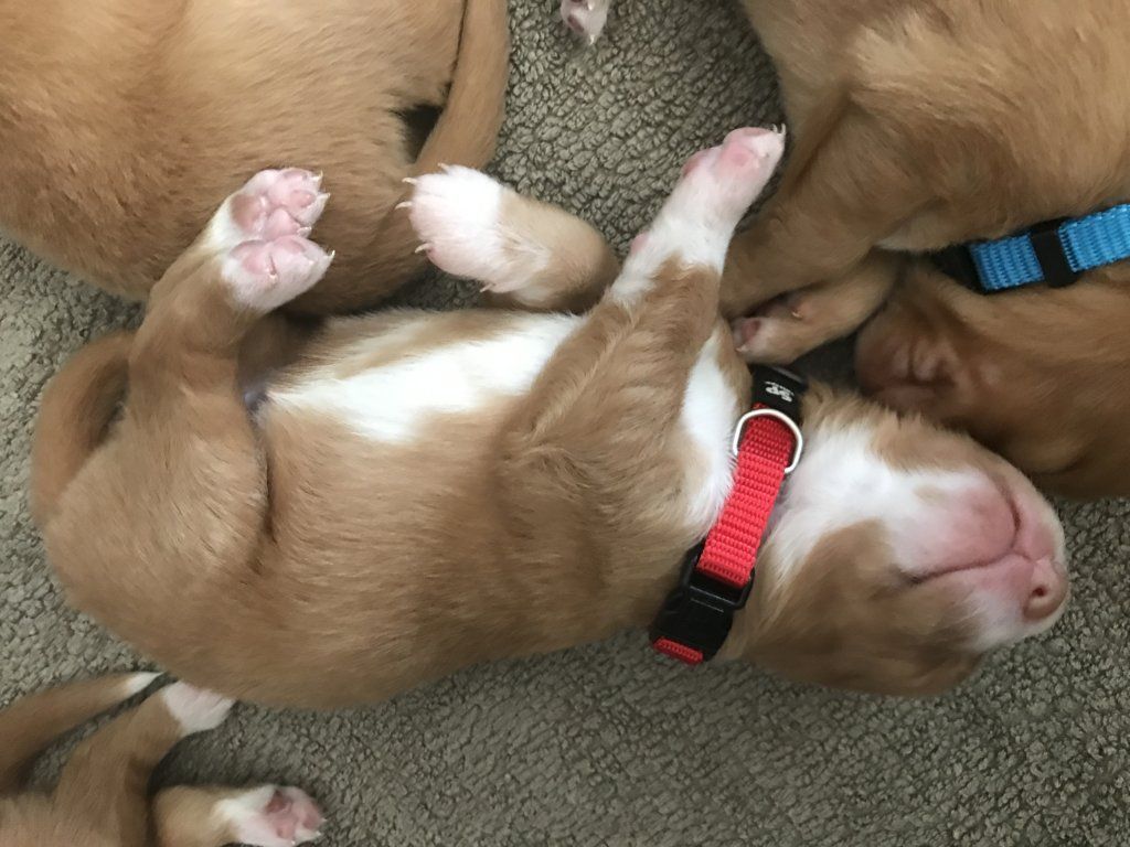 Passion And Fire NSDT Retriever