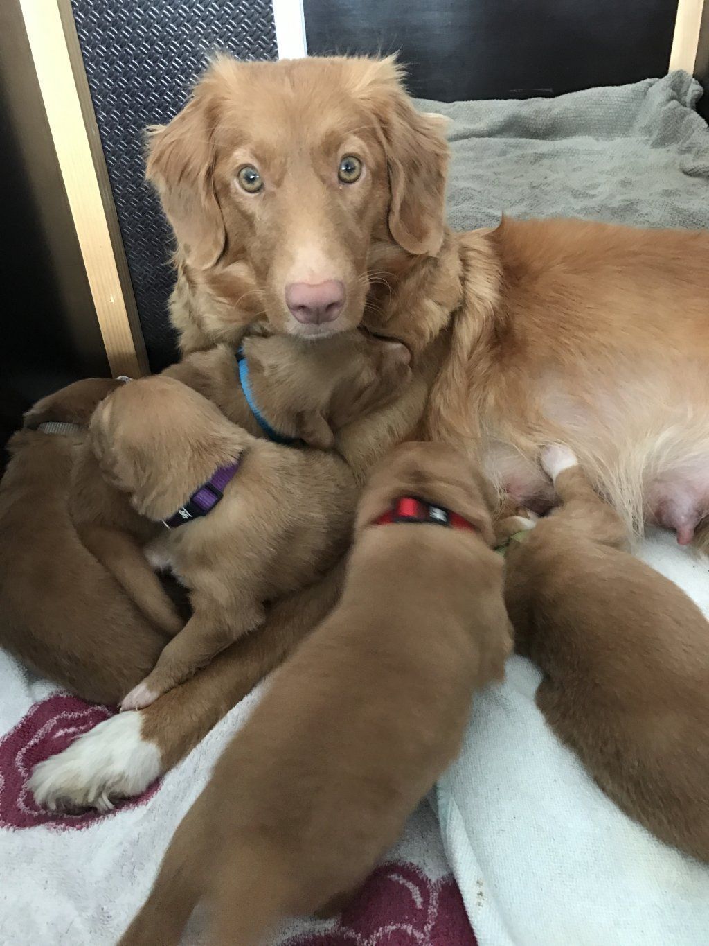 Passion And Fire NSDT Retriever