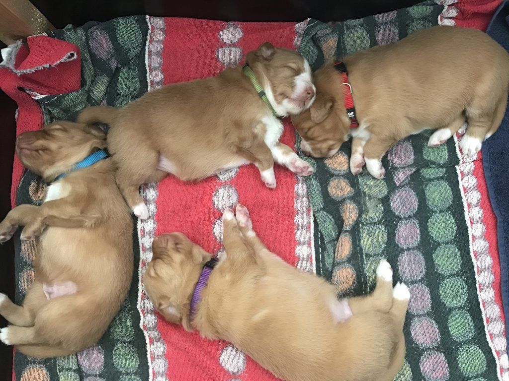 Passion And Fire NSDT Retriever