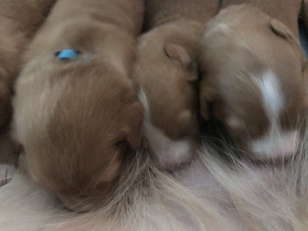 Passion And Fire NSDT Retriever