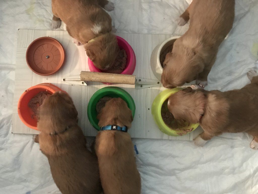 Passion And Fire NSDT Retriever