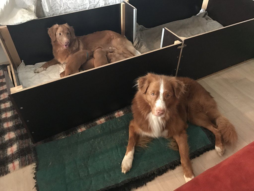 Passion And Fire NSDT Retriever