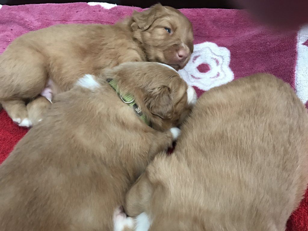 Passion And Fire NSDT Retriever