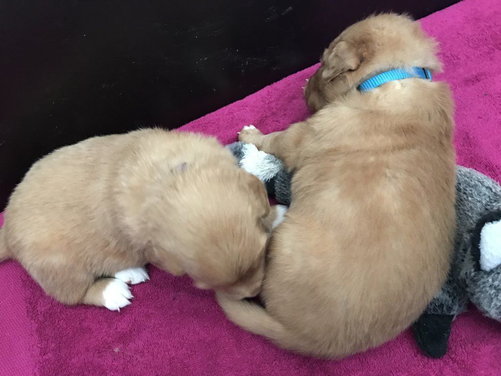 Passion And Fire NSDT Retriever