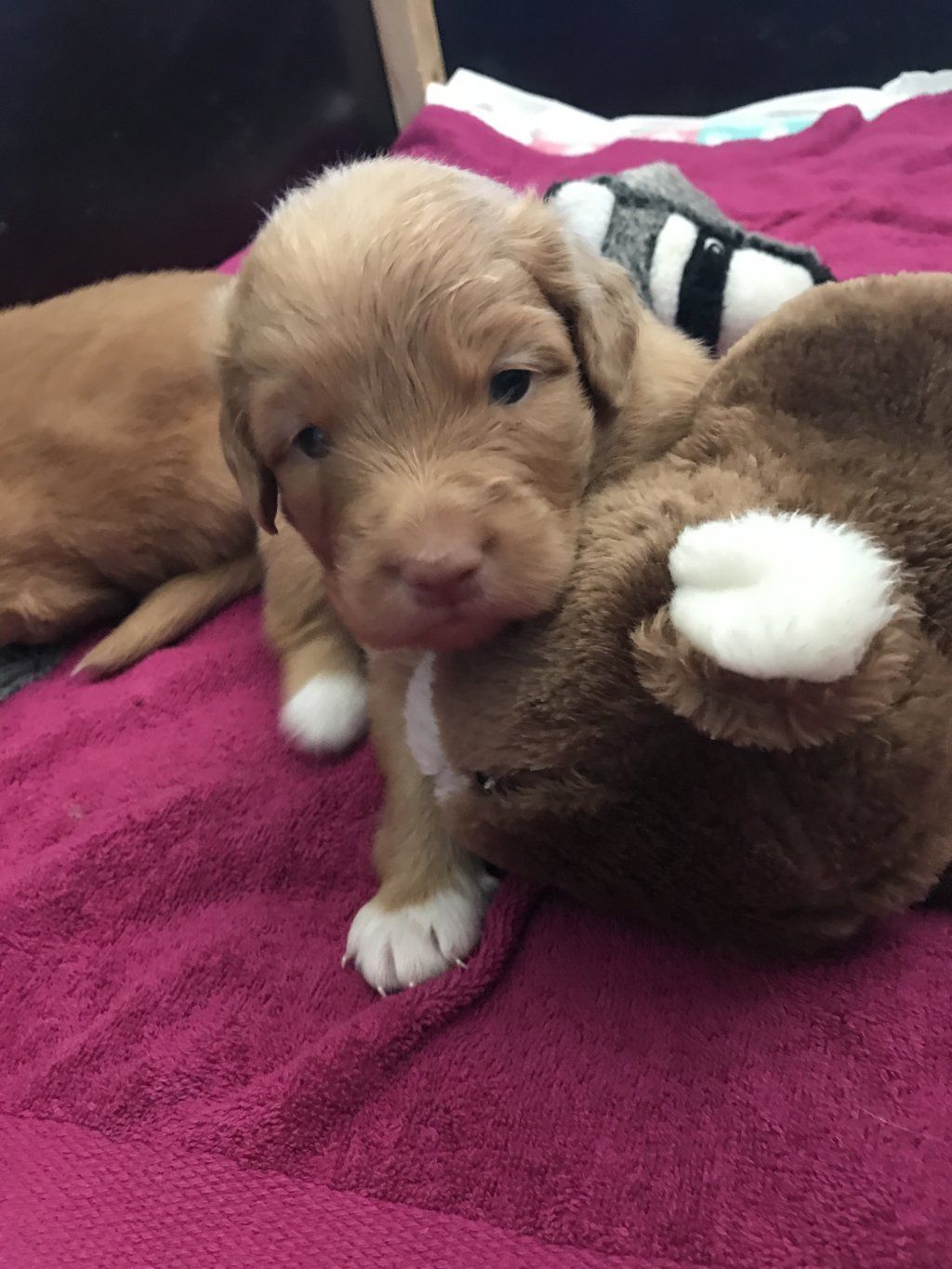 Passion And Fire NSDT Retriever