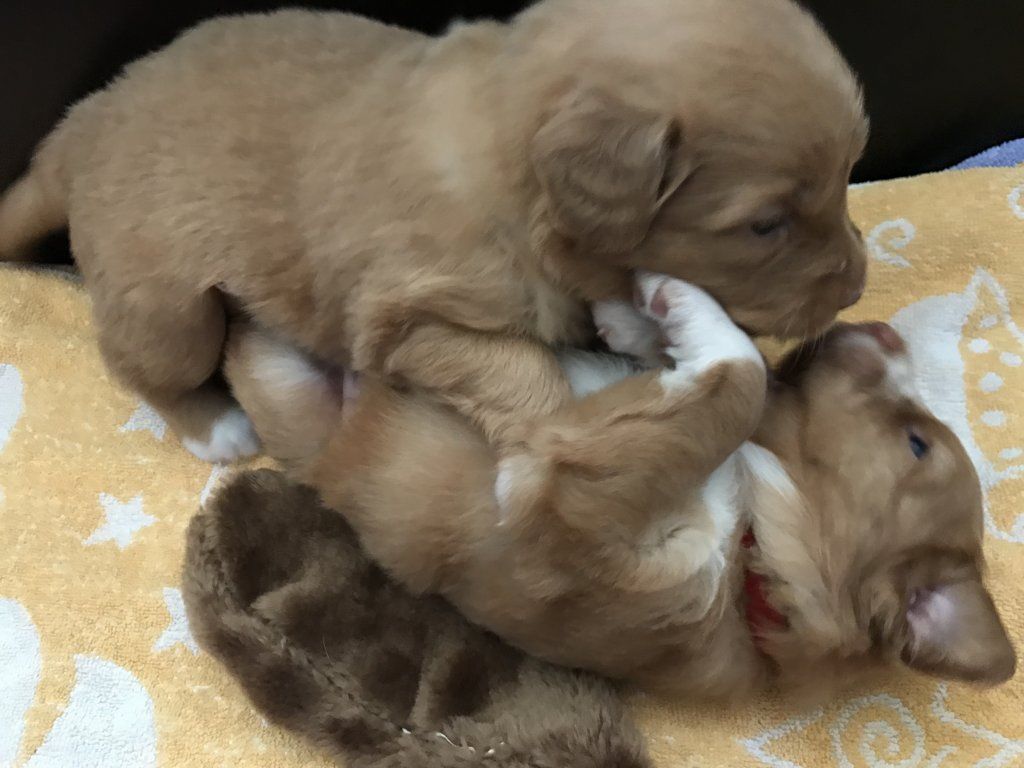 Passion And Fire NSDT Retriever