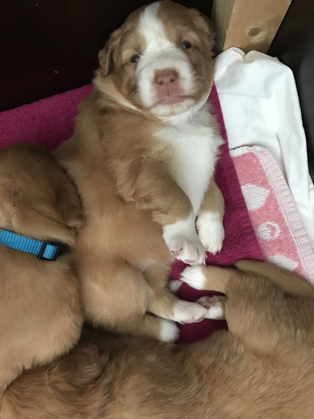 Passion And Fire NSDT Retriever