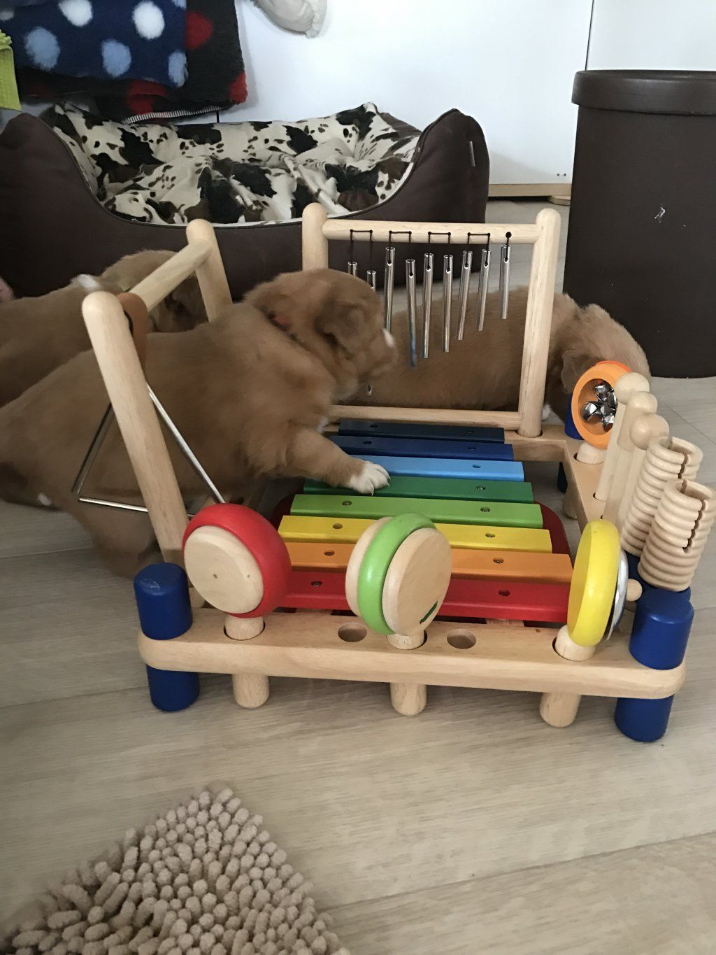 Passion And Fire NSDT Retriever