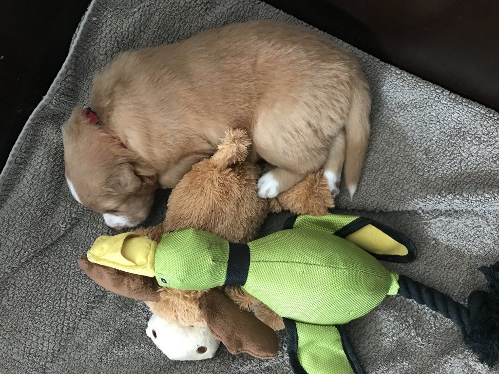 Passion And Fire NSDT Retriever