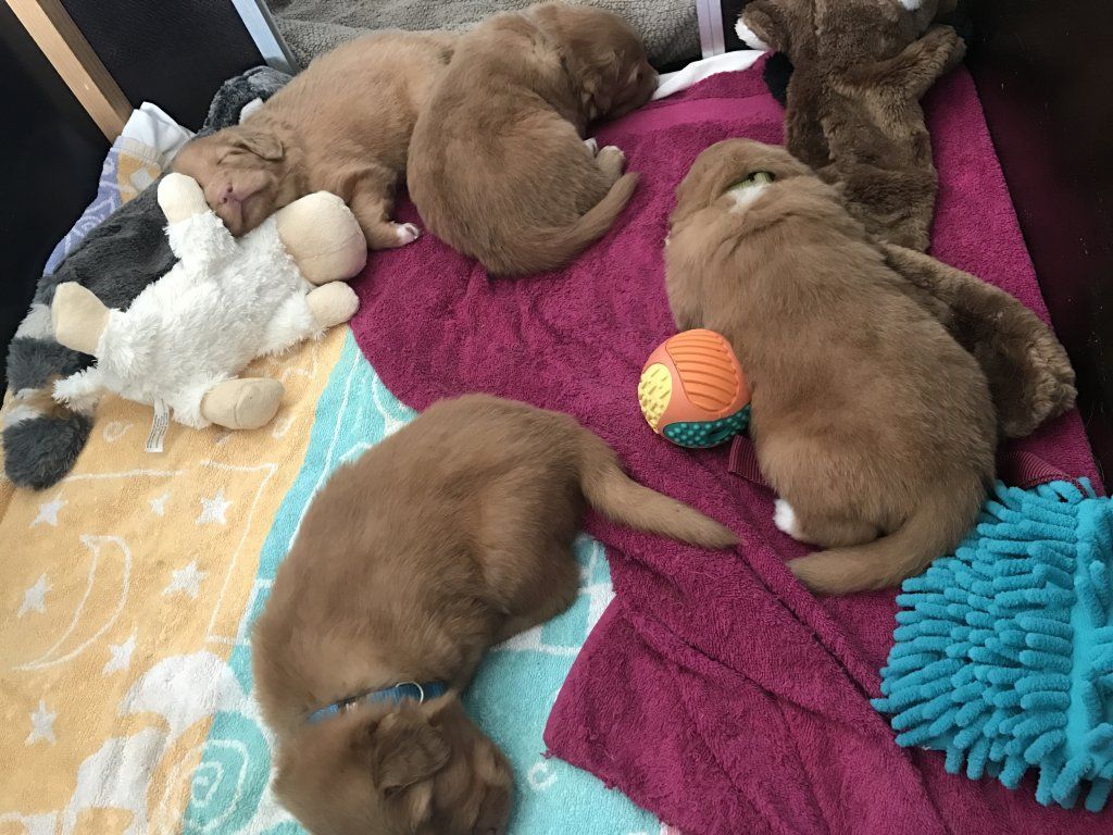 Passion And Fire NSDT Retriever