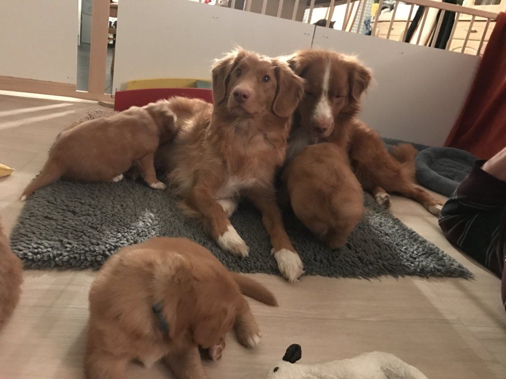 Passion And Fire NSDT Retriever