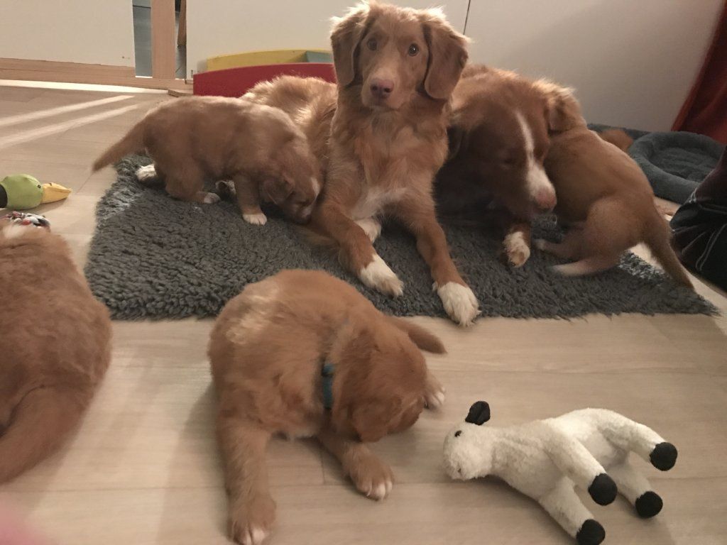 Passion And Fire NSDT Retriever