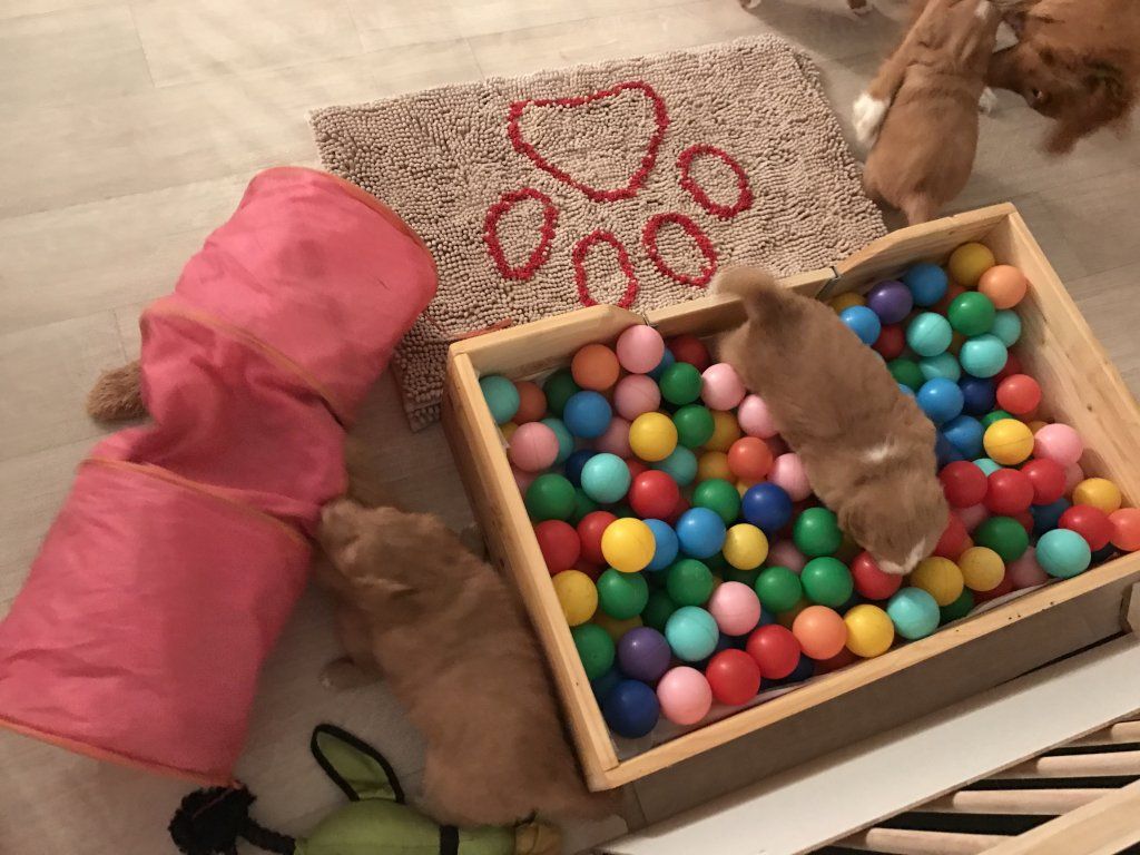 Passion And Fire NSDT Retriever