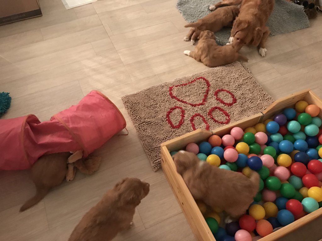 Passion And Fire NSDT Retriever