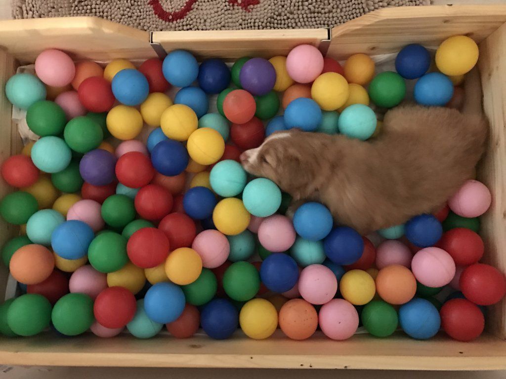 Passion And Fire NSDT Retriever