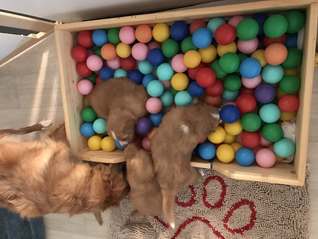 Passion And Fire NSDT Retriever