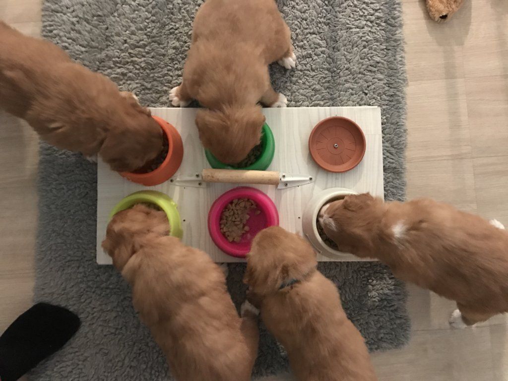 Passion And Fire NSDT Retriever