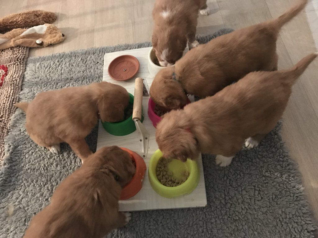 Passion And Fire NSDT Retriever