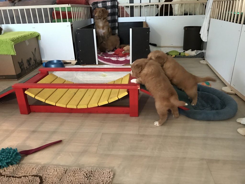 Passion And Fire NSDT Retriever