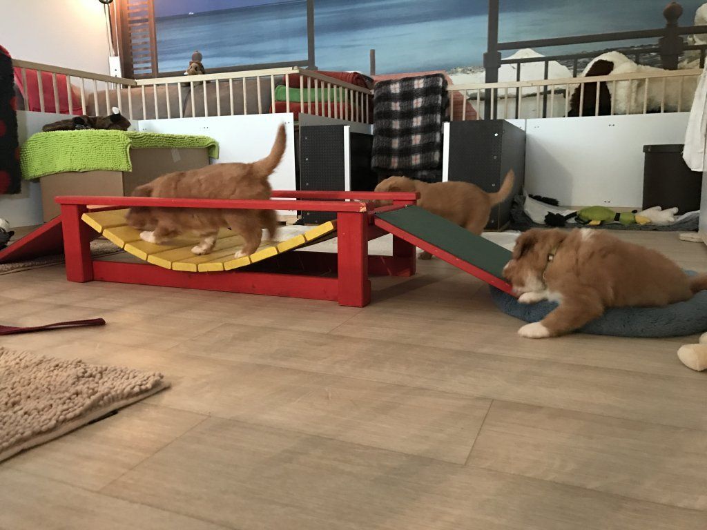 Passion And Fire NSDT Retriever