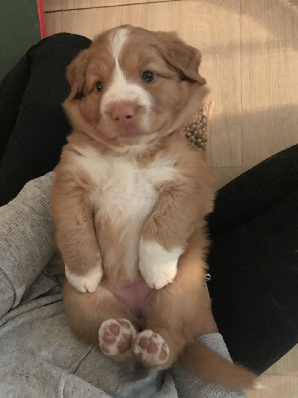 Passion And Fire NSDT Retriever