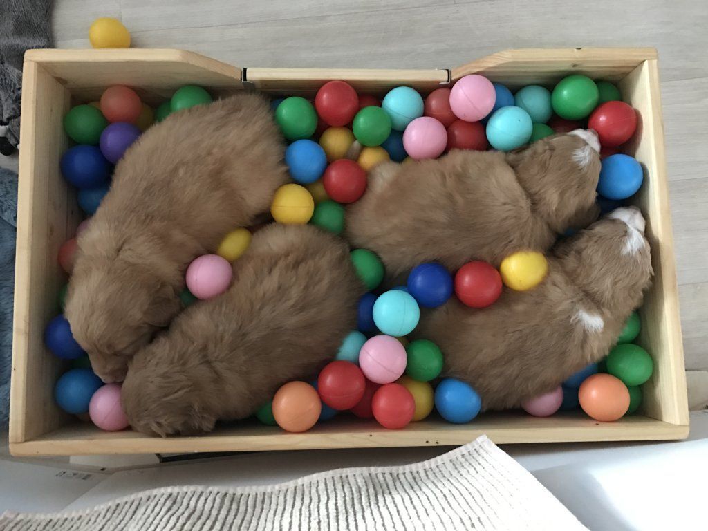 Passion And Fire NSDT Retriever