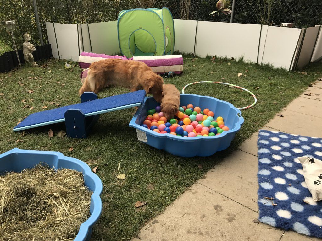 Passion And Fire NSDT Retriever