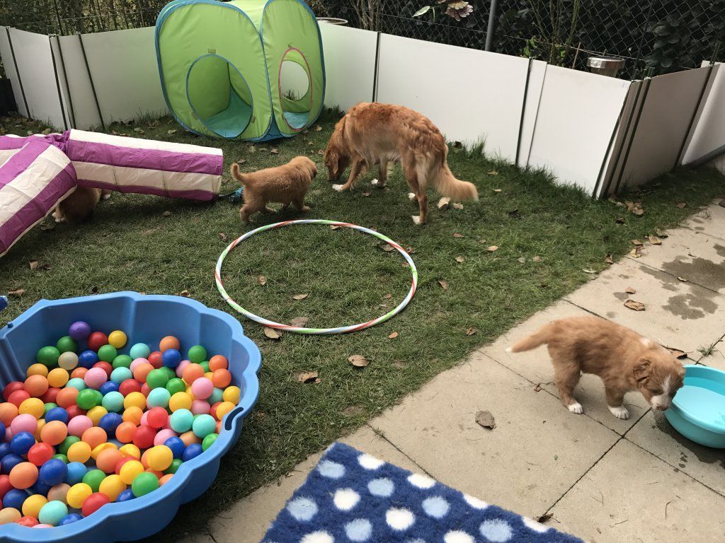 Passion And Fire NSDT Retriever