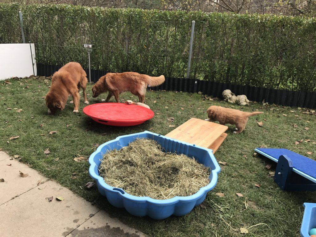 Passion And Fire NSDT Retriever