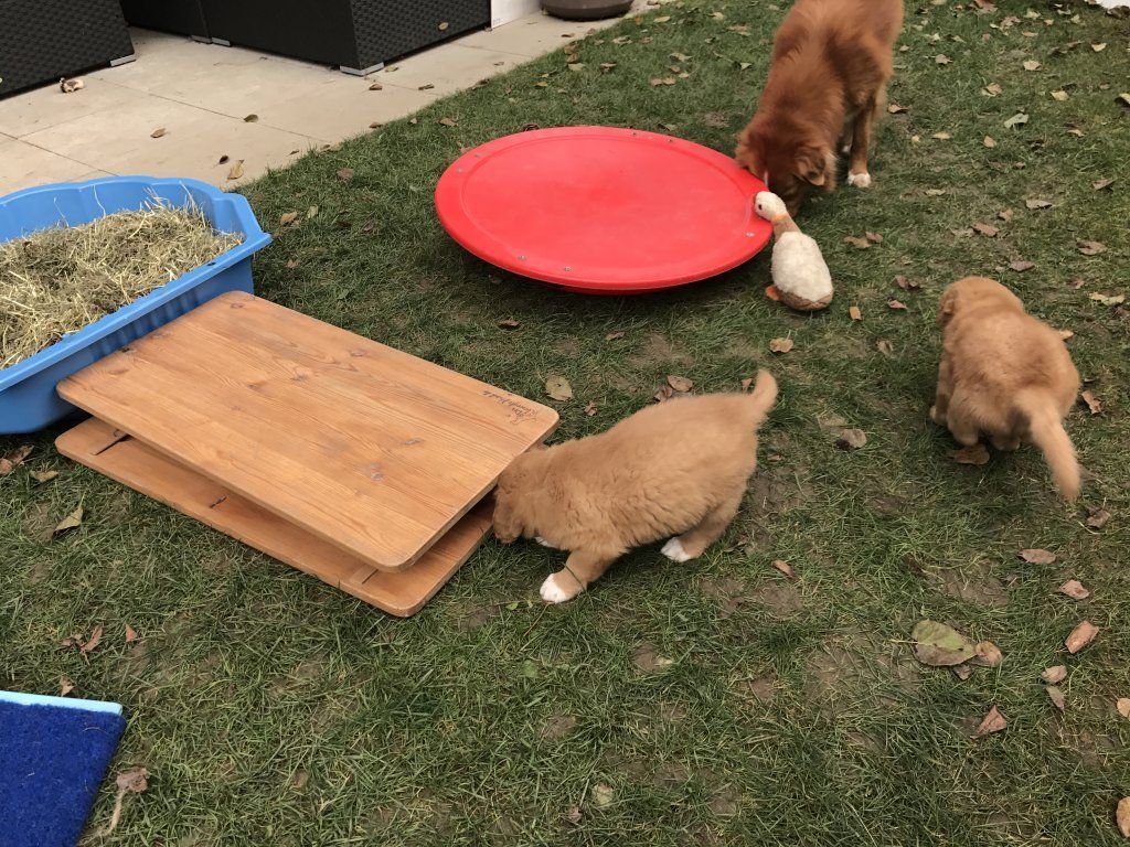 Passion And Fire NSDT Retriever