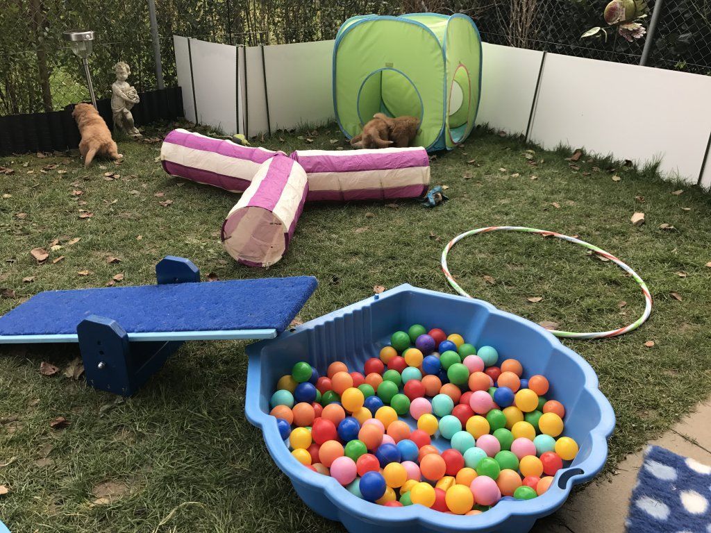 Passion And Fire NSDT Retriever