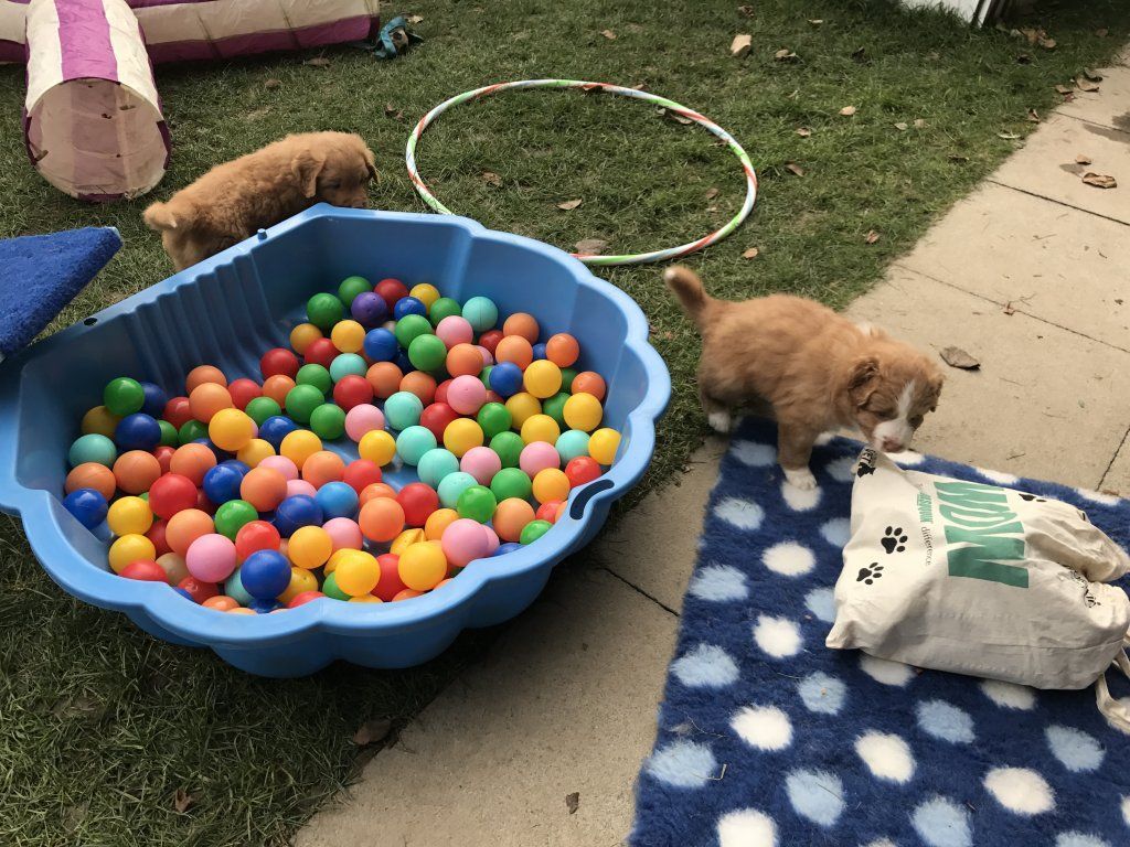 Passion And Fire NSDT Retriever