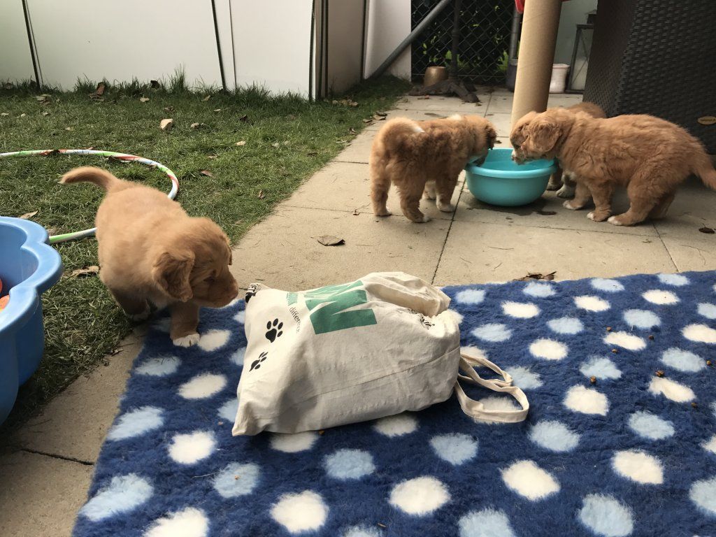 Passion And Fire NSDT Retriever