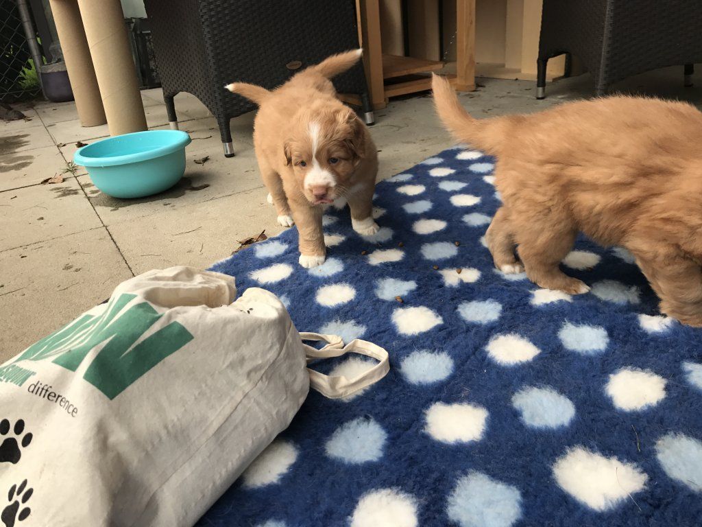 Passion And Fire NSDT Retriever