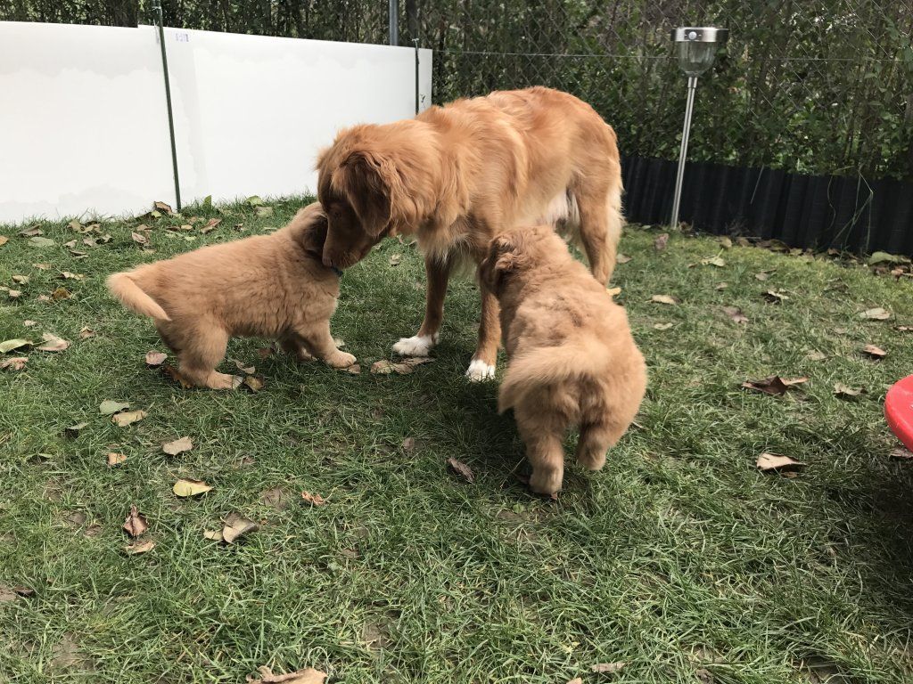 Passion And Fire NSDT Retriever