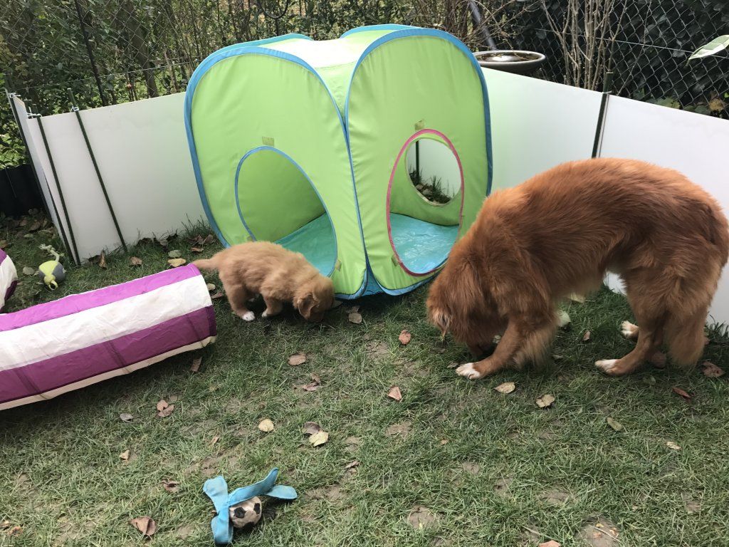 Passion And Fire NSDT Retriever