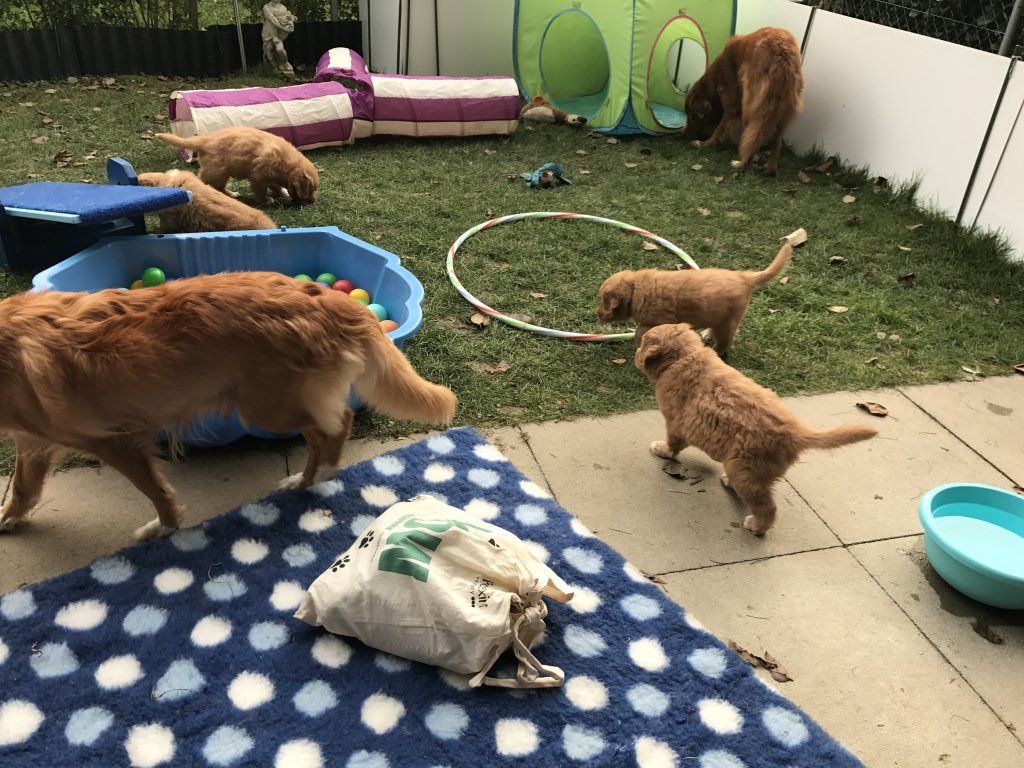 Passion And Fire NSDT Retriever