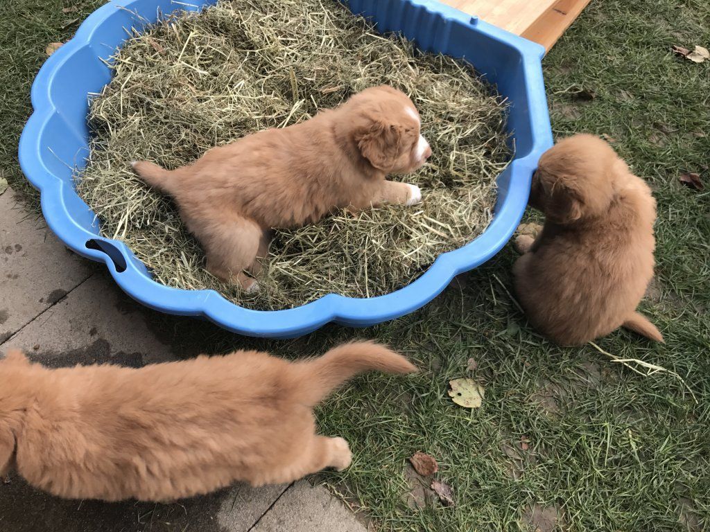 Passion And Fire NSDT Retriever