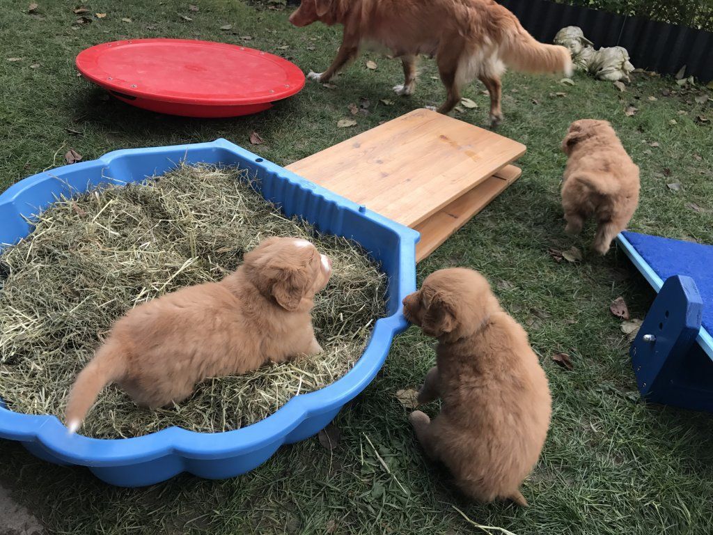 Passion And Fire NSDT Retriever