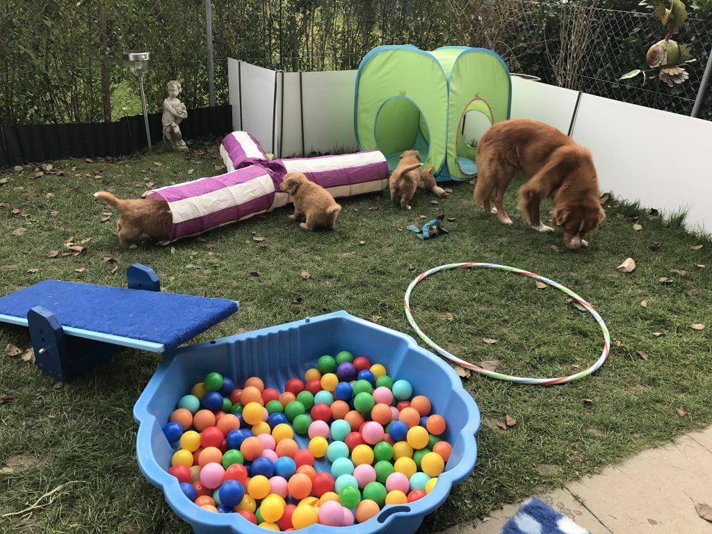 Passion And Fire NSDT Retriever